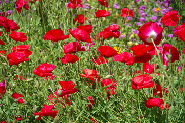 Field of red poppy flowers