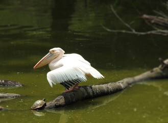 A friendly white pelican perched on a log in a lake. His wings are partially spread. He appears to be smiling. A small turtle is climbing up the log.