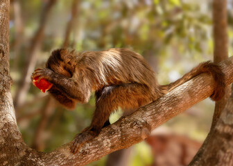 Close up of a macaque, Capuchin monkey (Sapajus libidinosus) beating an apple like it was a coconut