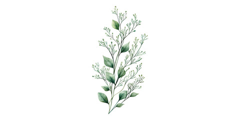 Fototapeta premium White Sage Herb Isolated Representing Aromatic and Medicinal Uses on Transparent Background.