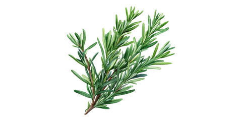 Fototapeta premium Fresh Rosemary Sprig Isolated Representing Culinary and Herbal Uses on Transparent Background.