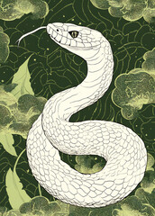 Fototapeta premium White snake on green bg