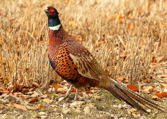 Pheasant cock bird. Colourful Ring-Necked male pheasant in Autumn, stood in cut corn field, with golden leaves and facing left.  Scientific name: Phasianus colchicus. Horizontal.  Space for copy
