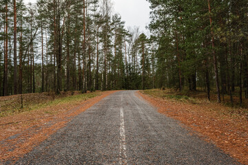 Obraz premium A peaceful asphalt road meanders through a lush forest, surrounded by tall trees and a carpet of fallen leaves, creating a calm atmosphere on an overcast autumn day