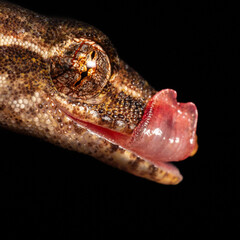lepidodactylus lugubris gekko gecko