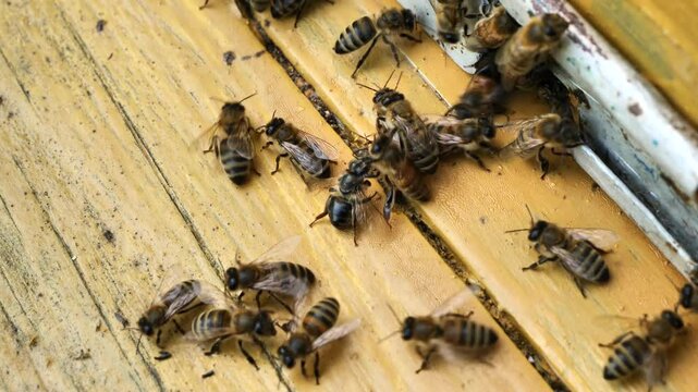 Bees remove dead insects from the hive.
Maintaining cleanliness in the hive is a prerequisite for the life of bees.
