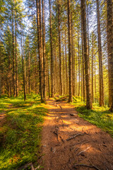 Mountain landscape in National Park Retezat, Romania. Spruce forest with moss with shining sun. hiking to Lacul Bucura