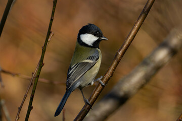植物の種を探すシジュウカラ