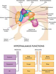 Medical diagram of the functions of the hypothalamus in the human brain, with description of its nuclei and annotations.