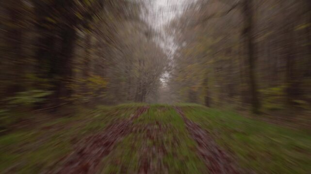 plan fixe dans un chemin, en automne, de nombreuses feuilles mortes au sol, de la brume, une ambiance hivernale, avec un d&eacute;zoome de la cam&eacute;ra + effet sp&eacute;ciaux