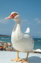Portrait of domestic white musk duck closeup