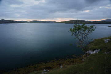 A lone tree on a cliff on the seashore at sunrise. The Isle of Lewis, Scotland