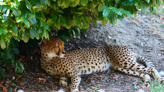 Gepard ruht im Schatten, 