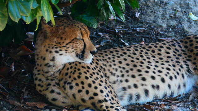 Gepard ruht sich aus