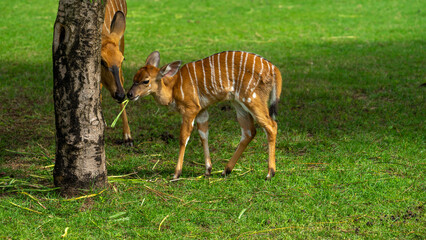 Female lowland nyala with baby fawn in Safari Park of Dubai, UAE. Artidactyl antelope from Southwrn...