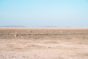 Various animals on safari in Amboseli National Park - zebras and ostriches