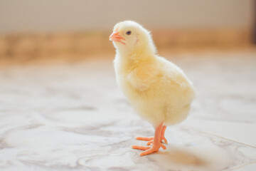 baby chicken