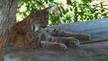 Luchs im Tiergarten