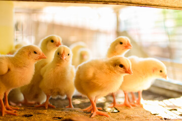 baby chickens