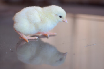 baby chicken