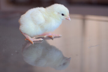 baby chicken