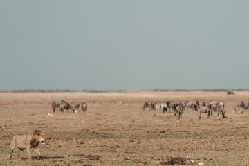 Fototapeta premium Lion walking on the savannah, Amboseli National Park Kenya