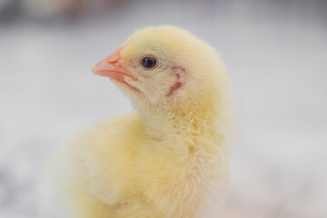 baby chicken