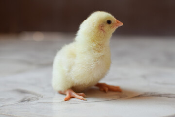 baby chicken