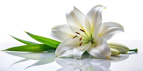 Fototapeta premium Condolence art image of funeral lily with deep depth of field on white background