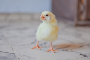 baby chicken