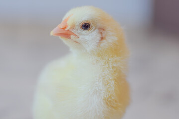 baby chicken