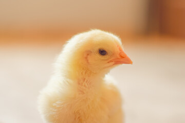 baby chicken