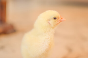 baby chicken