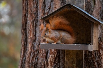 Beautiful autumn scene with a cute European red squirrel in a bird feeder