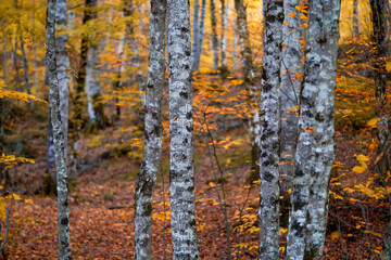 Obraz premium autumn in the forest. autumn leaves on a tree