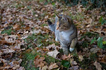 cat going hunting through grass and leaves