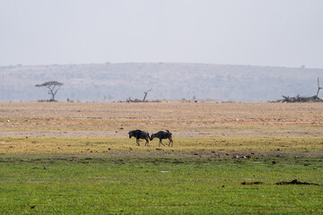 Elephant and baby calf walk in a marsh in Amboseli National Park Kenya Africa