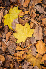 Yellow oak leaf on the forest floor.