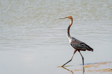 Purple Heron bird stands in the water - Amboseli National Park Kenya