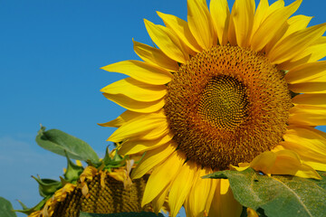 Field of beautiful yellow sunflowers
