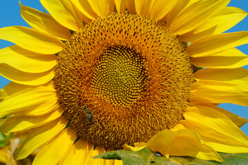 Bee sits on sunflower, collecting pollen and nectar