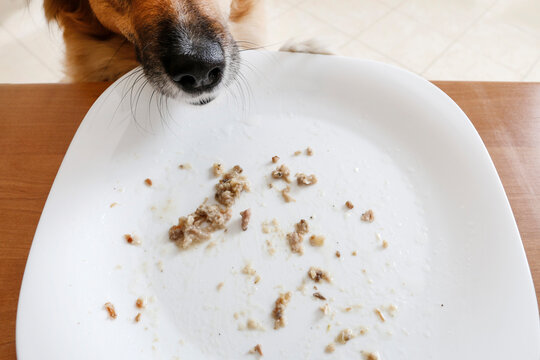 A cute young dog wants to lick the plate after dinner.