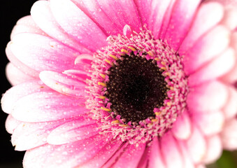 Obraz premium Close-up of pink gerbera with water drops