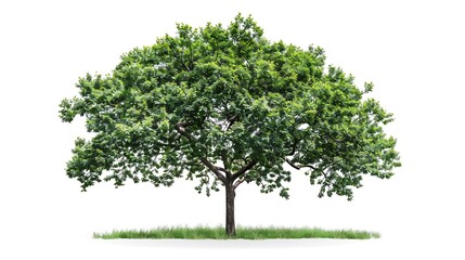 Obraz premium A lush green tree with a broad canopy, symbolizing nature and tranquility.