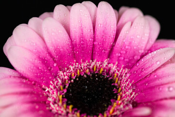 Close-up of pink gerbera with water drops