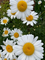 beautiful daisy flowers in meadow