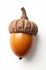 acorn