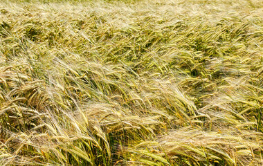 Wheat field at midday showcasing vibrant green crops swaying in the gentle breeze