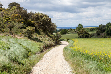 Winding trail through the lush French Pyrenees on the Camino de Santiago journey