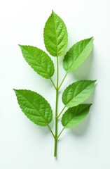 Fototapeta premium green leaves isolated on white background